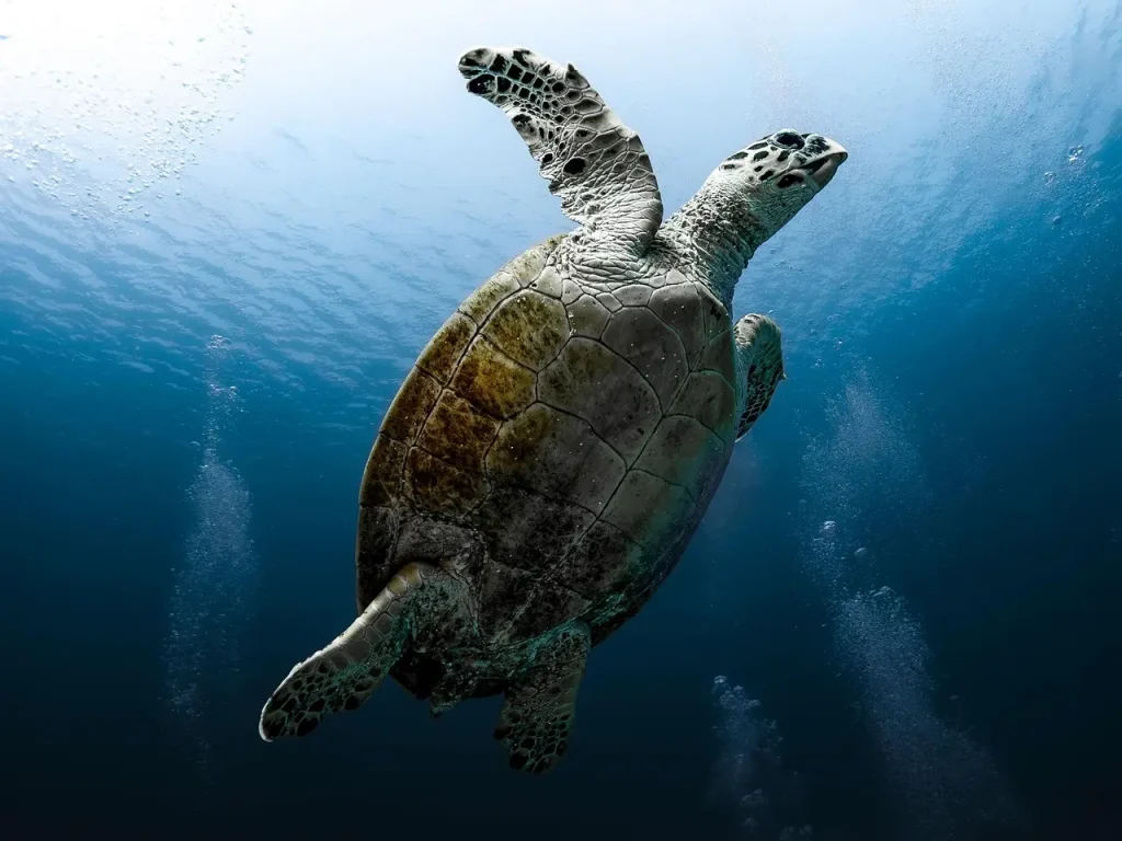 tortue de mer tortue caretta caretta