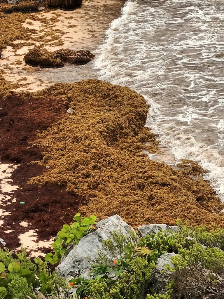 algues brunes Mexique plage envahie de sargasses