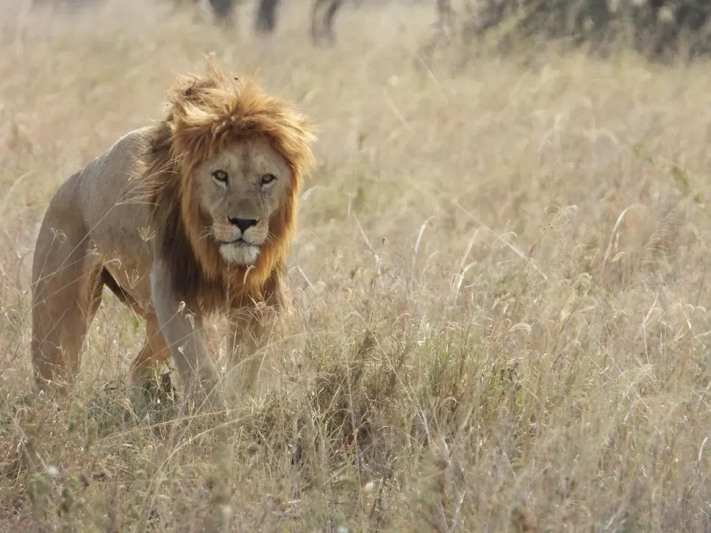 lion lion