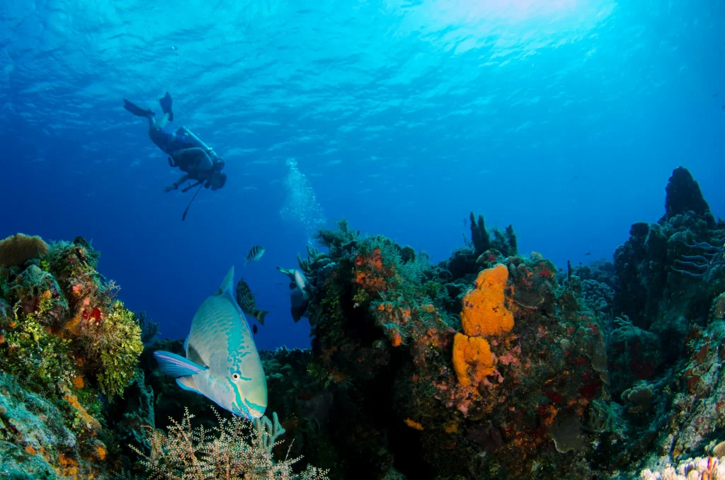 plongée sous marine à zanzibar