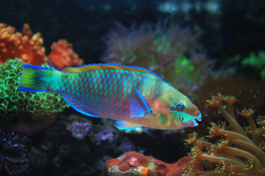 poisson perroquet poisson perroquet île de zanzibar