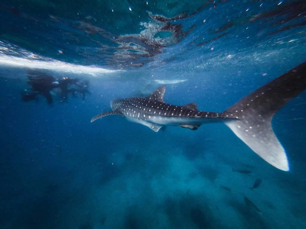 requin baleine requin baleine à Zanzibar