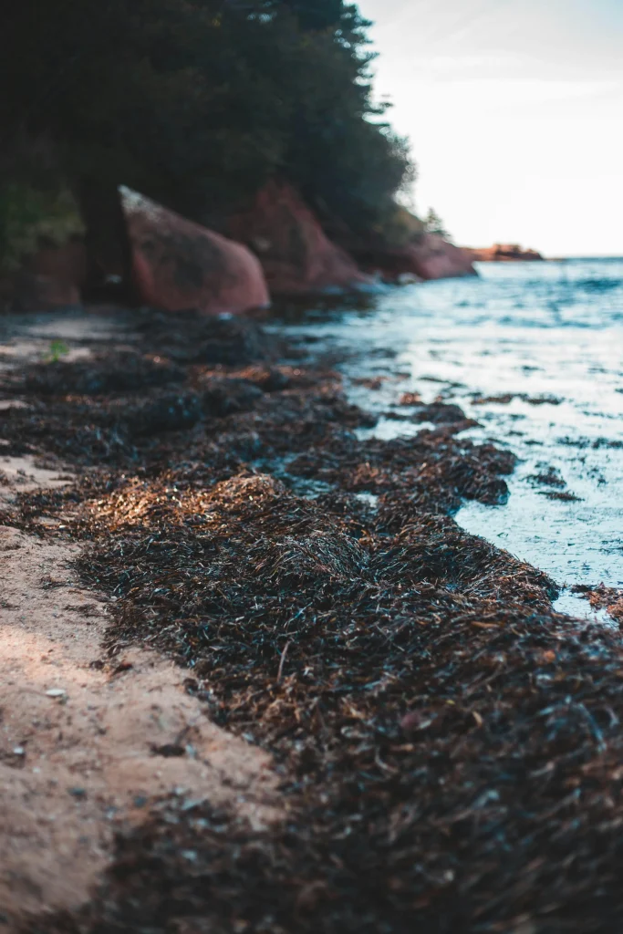 sargasses plage les algues sargasses