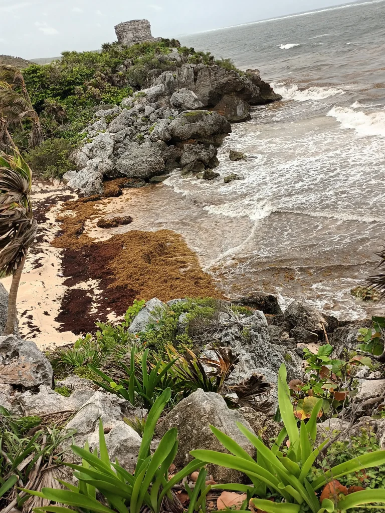 sargasses tulum