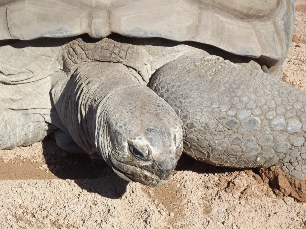 tortue aldabra à Prison Island