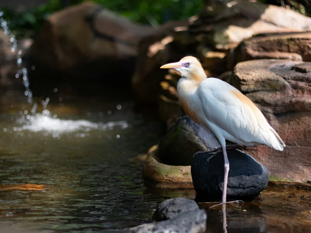 Kuala Lumpur Bird Park