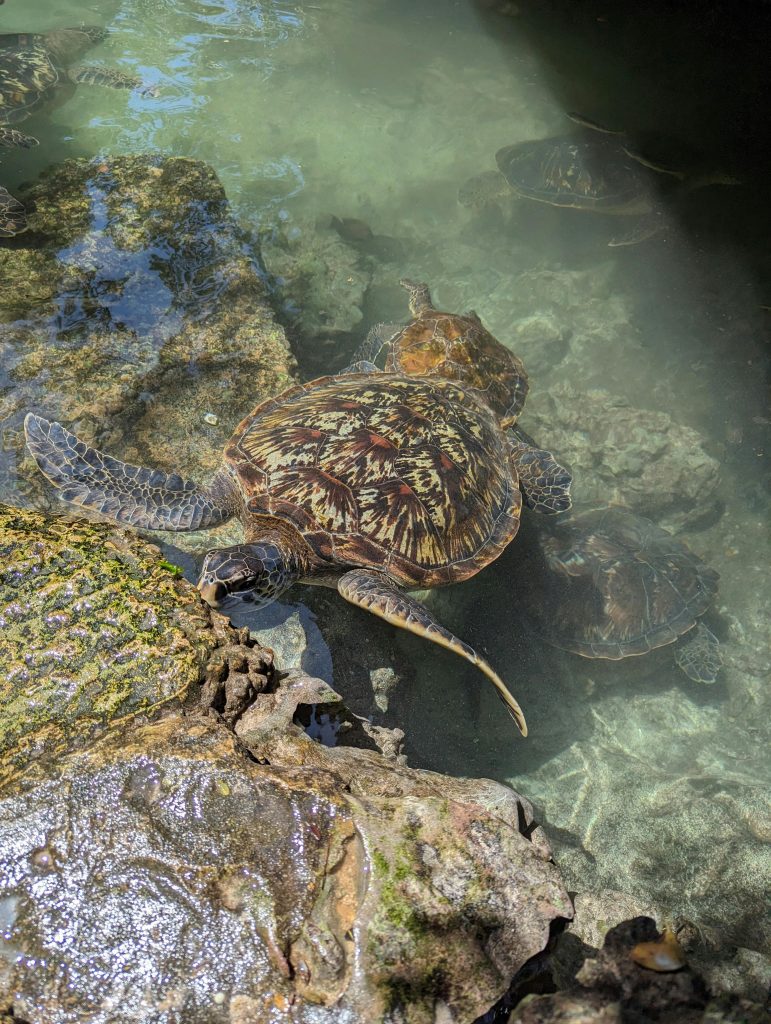 Mnarani Turtle Sanctuary à Nungwi