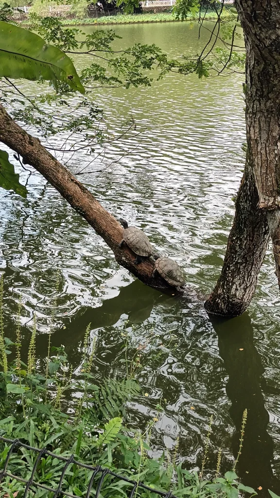 tortues d'eau au Lake Garden de Kuala Lumpur