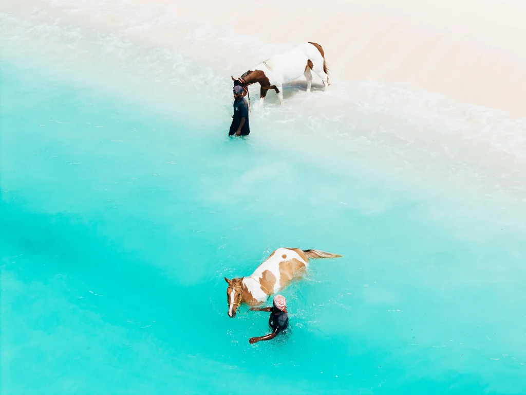 Chevaux dans l'eau sur l'île de Zanzibar