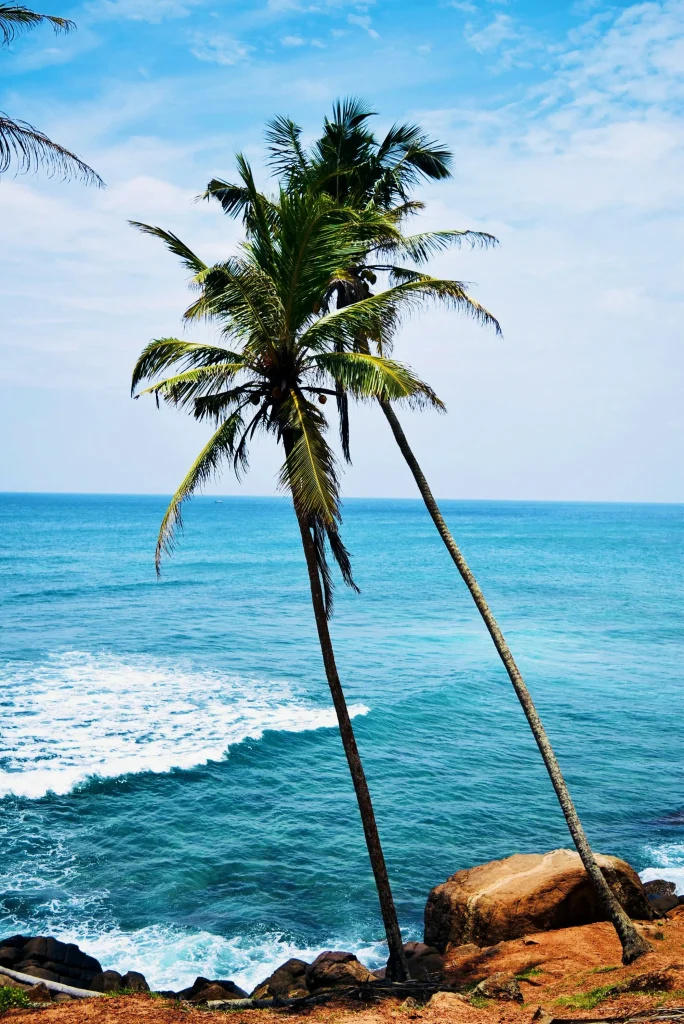 mirissa sri lanka cocotier plage de mirissa au sri lanka