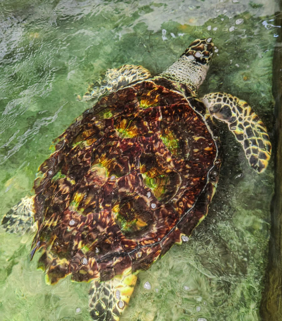Une tortue de mer plage d'Hikkaduwa, une des meilleures plages du Sri Lanka