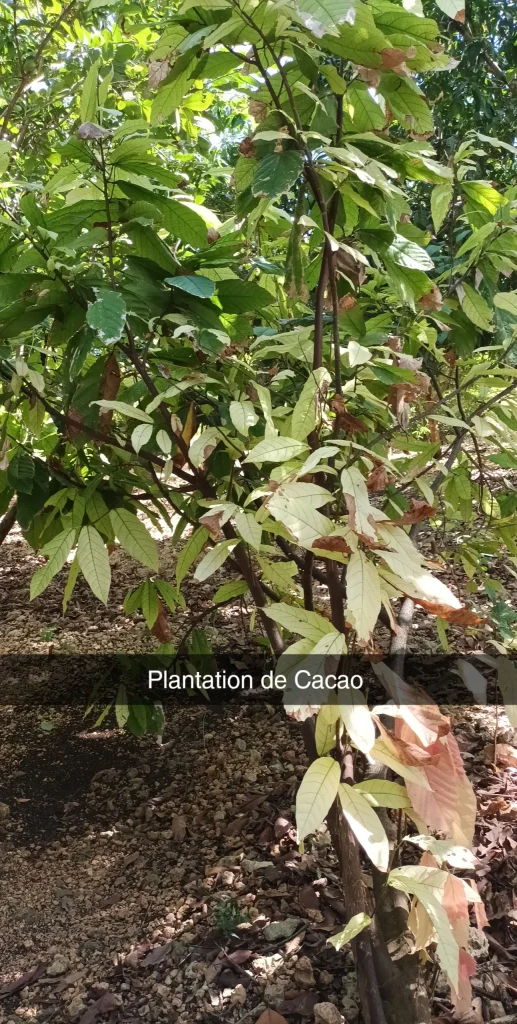 visiter la république dominicaine: plantation de cacao