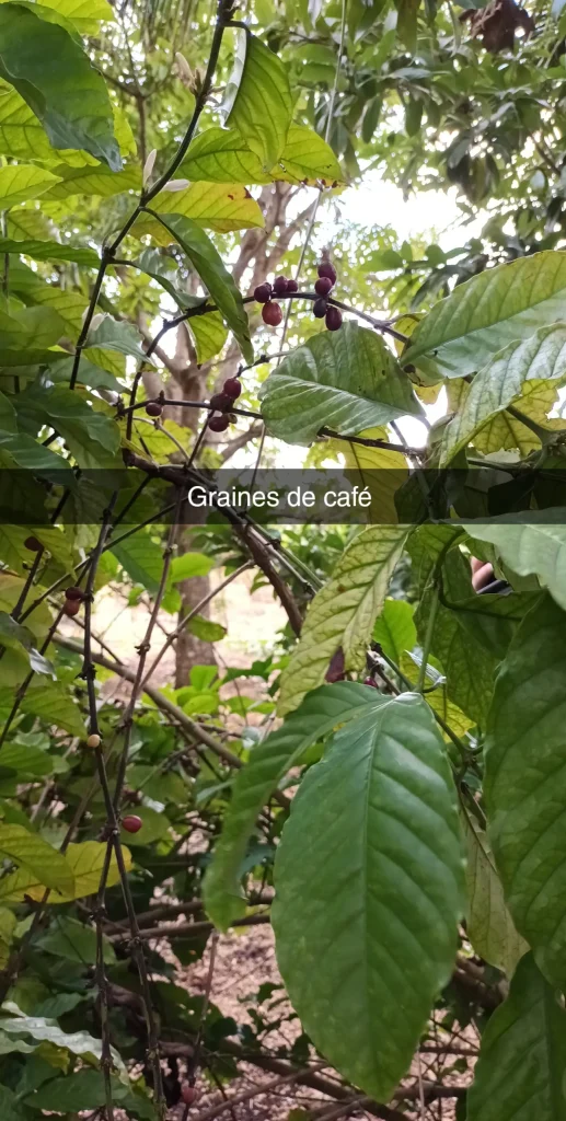 plantation de café en République Dominicaine