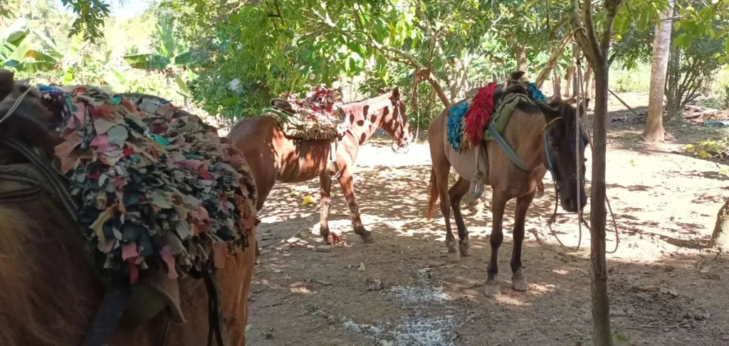 Chevaux pour aller à la Cascade Del Limon