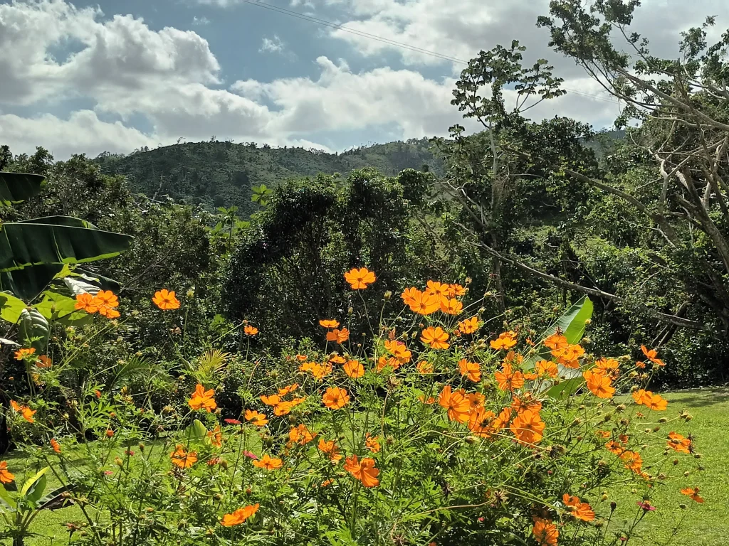Monkeyland avec vue sur les montagnes d'Anamuya