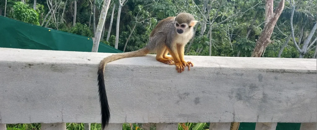Saimiri à Monkeyland République Dominicaine