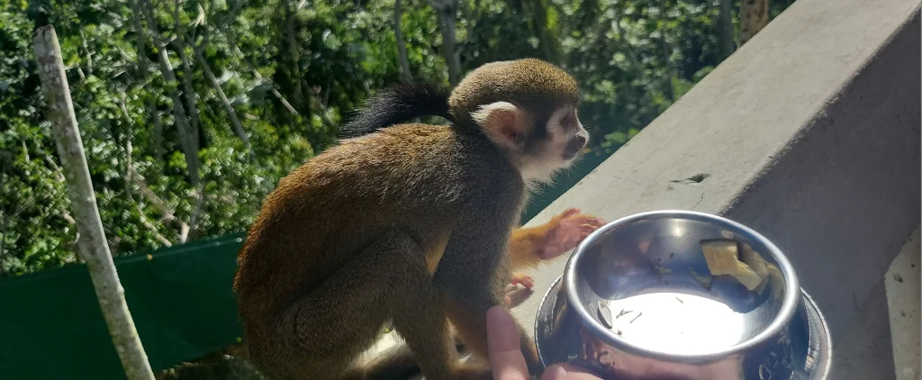 Singe écureuil à Monkeyland en république dominicaine