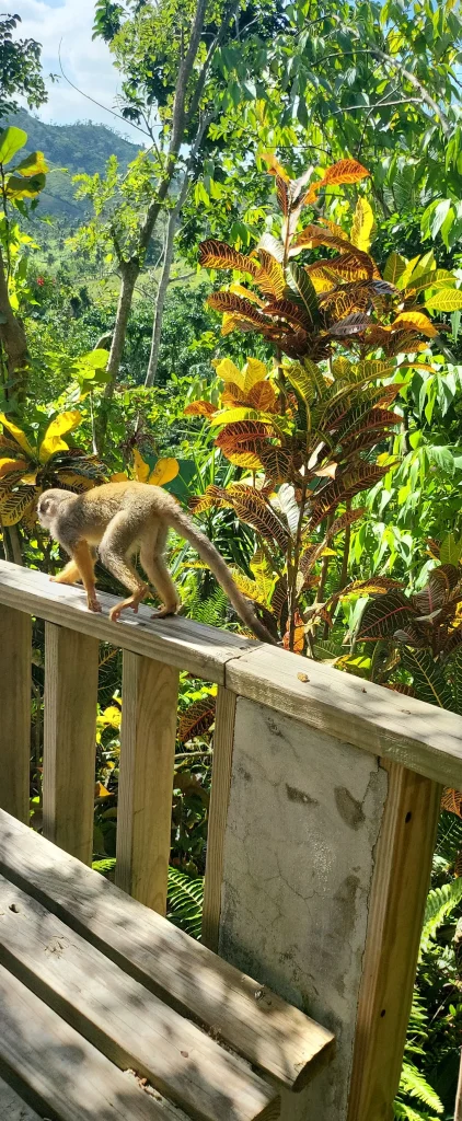 Saimiri en république dominicaine