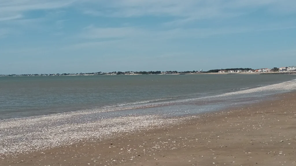 Coquillages sur la plage de Chatelaillon
