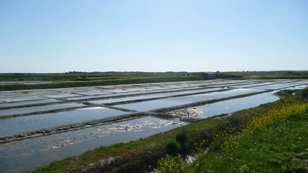 Marais salants sur l'île de Ré