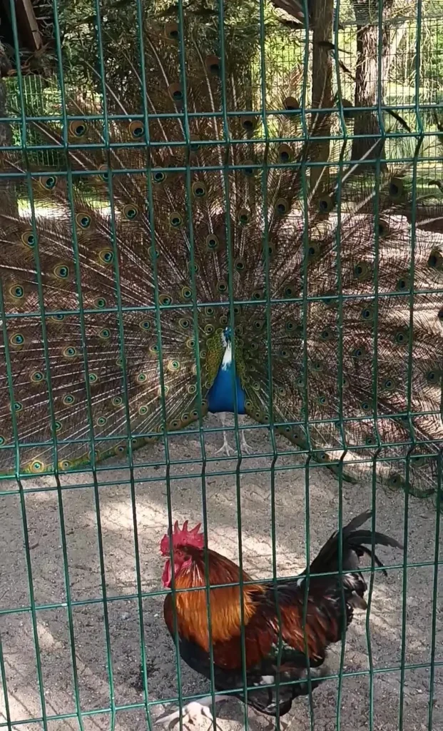 Admirer les animaux du Parc Charruyer pendant les vacances à La Rochelle