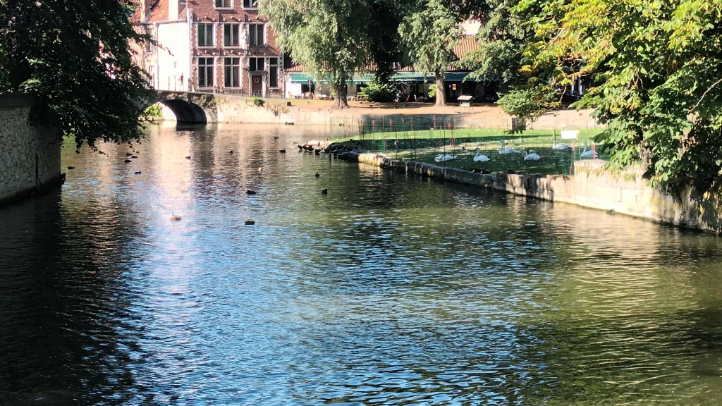 Canaux de Bruges, Cygnes et Canards