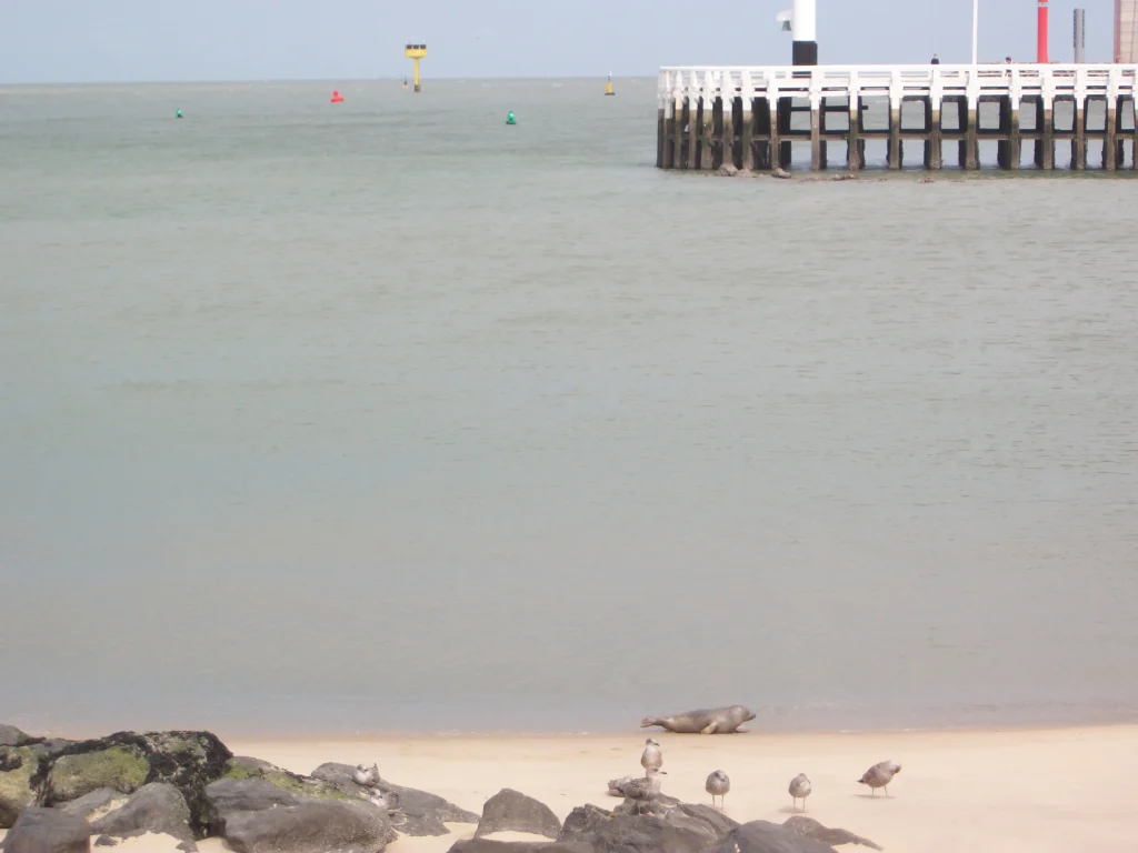 Phoque sur la plage d'Ostende